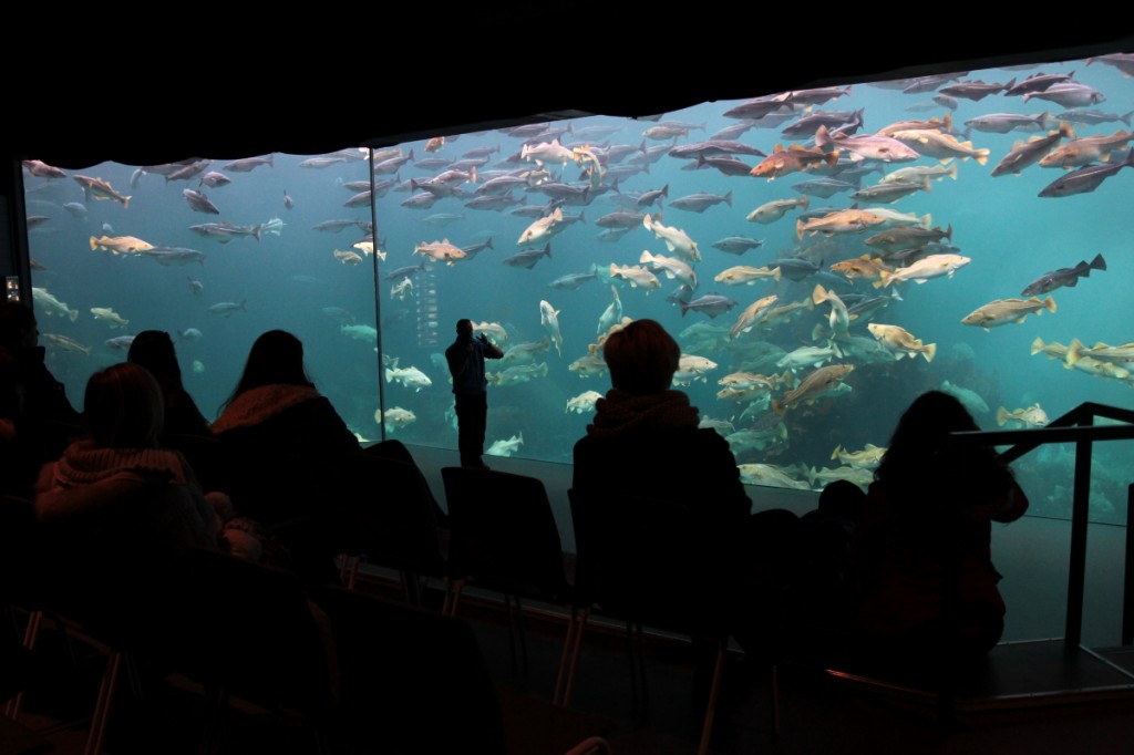 Größtes Aquarium im Atlanterhavsparken